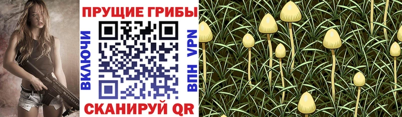 где продают   Тверь  Галлюциногенные грибы мухоморы 